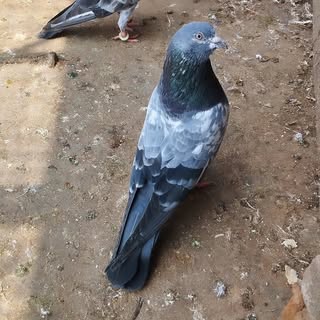 Indian High Flying Pigeon l??