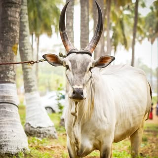 Saravana photography